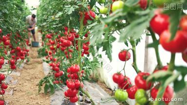 温室采摘番茄